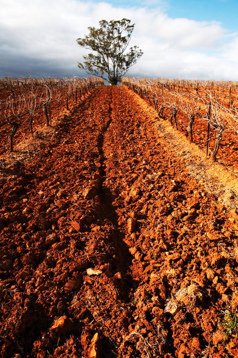 Tyrrells Vineyards - Attractions 3