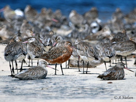 Cooloola Nature - Attractions 0