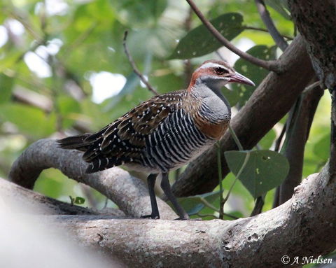 Cooloola Nature - Attractions 1