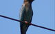 Cooloola Nature - thumb 2