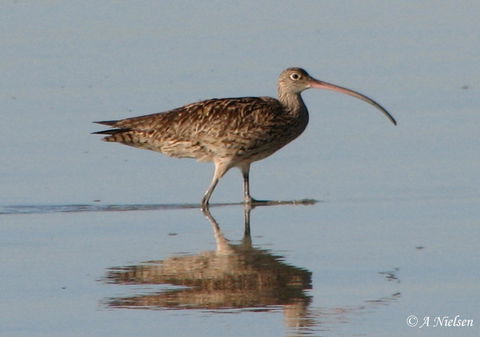 Cooloola Nature - Attractions 3