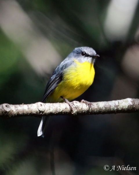 Cooloola Nature - Attractions 4