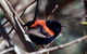 Cooloola Nature - thumb 7