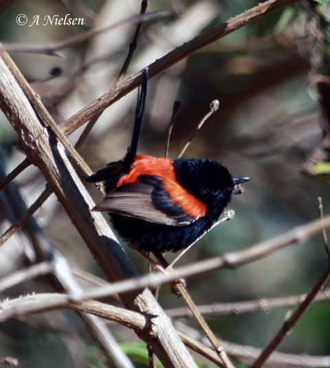 Cooloola Nature - Attractions 7