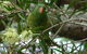 Cooloola Nature - thumb 8
