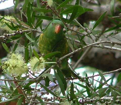 Cooloola Nature - Attractions 8
