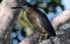Cooloola Nature - thumb 10