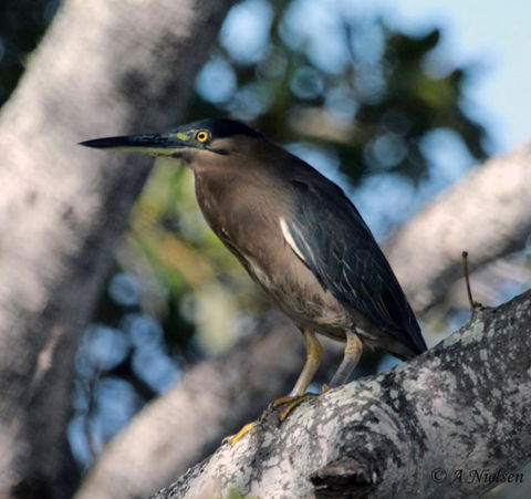 Cooloola Nature - Attractions 10