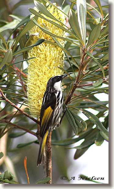 Cooloola Nature - Attractions 11