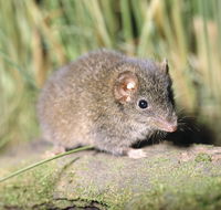 Munmorah State Conservation Area - Attractions