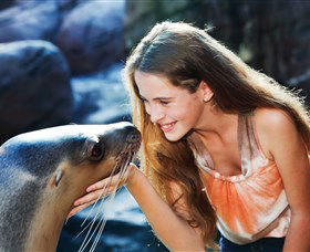 Sea Life Sunshine Coast - Attractions 1
