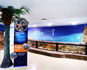 Sea Life Sunshine Coast - Attractions 2