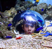 Sea Life Sunshine Coast - Attractions