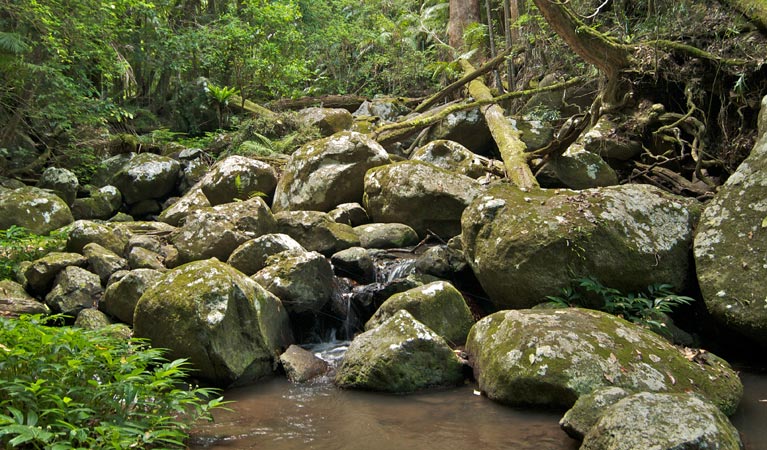 Lynchs Creek NSW Attractions
