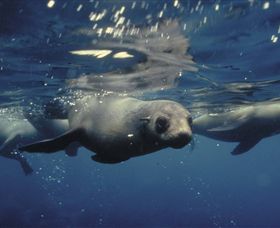 Wilsons Promontory Marine National Park - Attractions 0