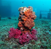 HMAS Brisbane Dive Site - Attractions