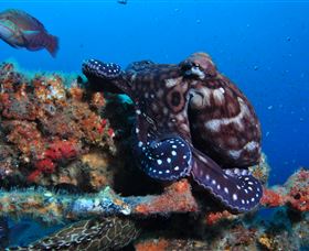 HMAS Brisbane Dive Site - Attractions Las Vegas 2