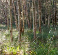 Anabranch loop track - Attractions