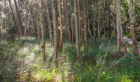 Anabranch Loop Track - Attractions 0