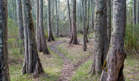 Anabranch Loop Track - Attractions 1