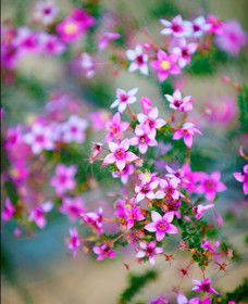 Kalbarri National Park - Attractions 2