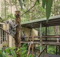 Daisy Hill Koala Centre - Attractions