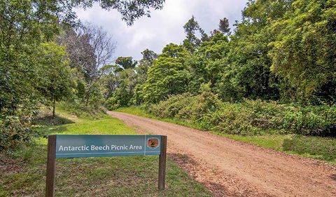 Antarctic Beech Picnic Area - Attractions 0