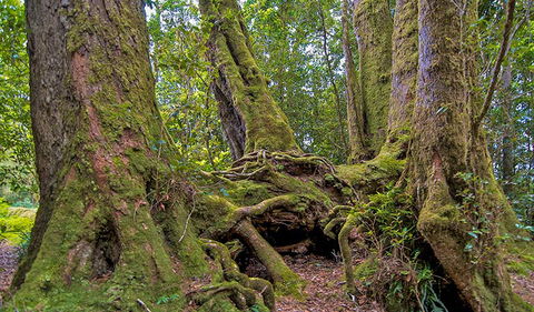 Antarctic Beech Picnic Area - Attractions 3