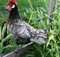 Merry Maidens Veggies - Attractions
