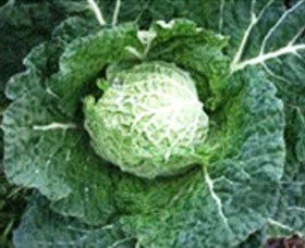 Merry Maidens Veggies - Attractions 2