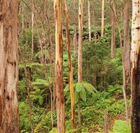 Cycle Mogo State Forest - Attractions