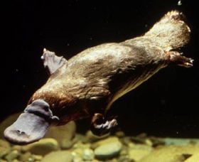 Platypus Pool - Attractions 0