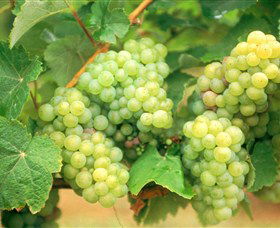 Red Tail Wines - Attractions 0