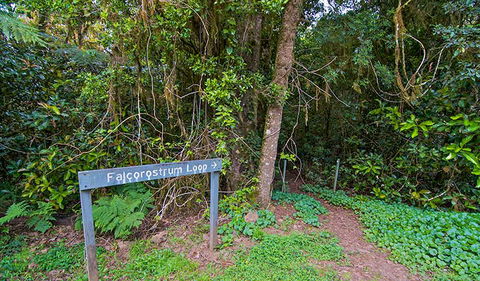 Falcorostrum Loop Walking Track - Attractions 0