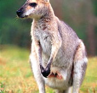 Venman Bushland National Park - Attractions