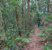 Blackbutt walking track - Attractions