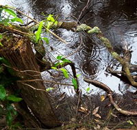 Mogo Bushwalk - Attractions