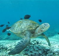 Flinders Reef Dive Site - Attractions