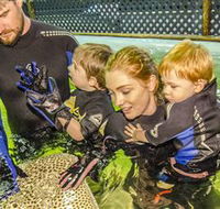 Irukandji Shark and Ray Encounters - Attractions