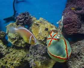 Irukandji Shark And Ray Encounters - Attractions 6