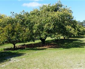 The Avocado Farm - Attractions 1