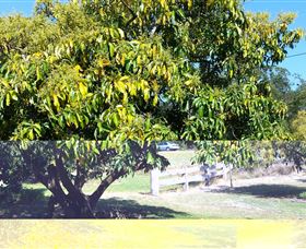 The Avocado Farm - Attractions 2