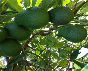 The Avocado Farm - Attractions 6