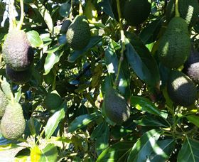 The Avocado Farm - Attractions 7