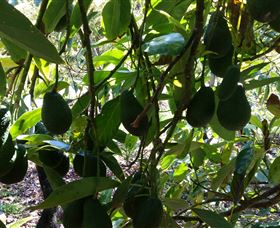 The Avocado Farm - Attractions 5