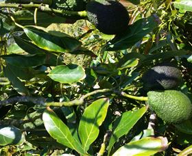 The Avocado Farm - Attractions 8