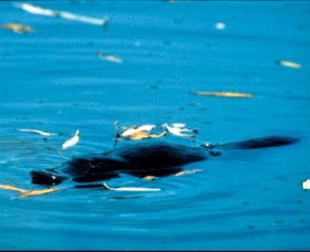 Bombala Platypus Reserve - Attractions 2