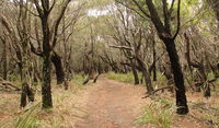 Pretty Beach to Snapper Point walking track