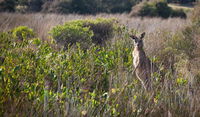 Murramarang Aboriginal Area walking track
