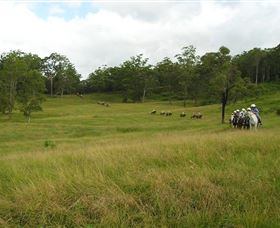 Numinbah Valley Adventure Trails - Attractions 0